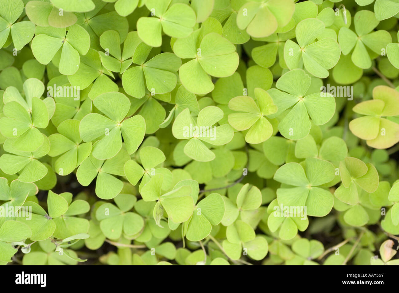 Green leaves cover of  European waterclover - Marsileaceae - Marsilea quadrifolia Stock Photo