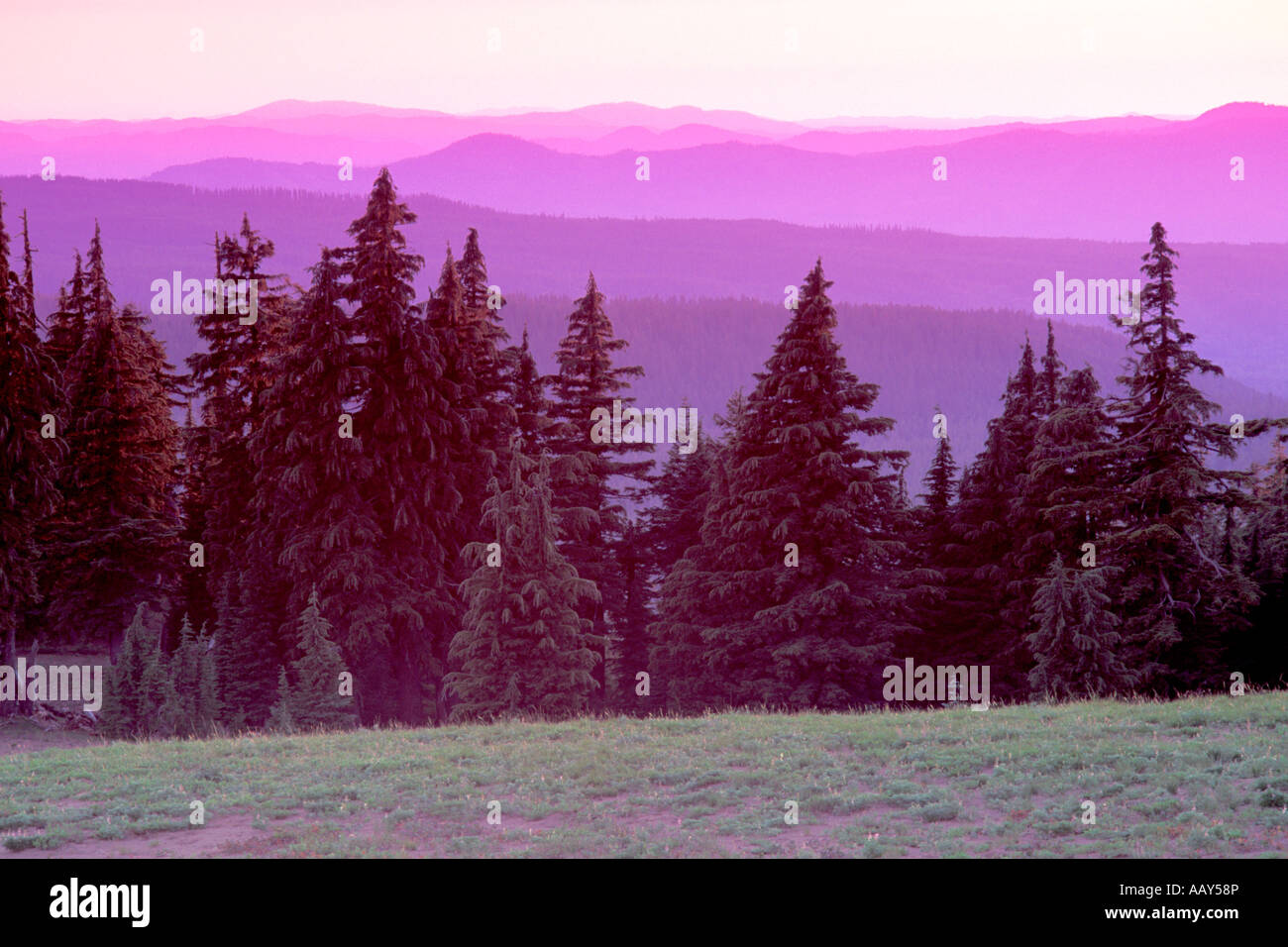 forest of evergreen trees on a mountain top in the Pacific Northwest in