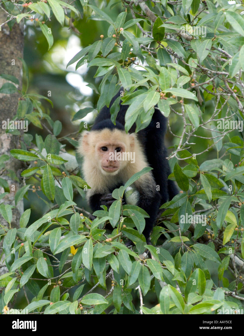 White-faced Capuchin Monkey (Cebus capucinus) Stock Photo