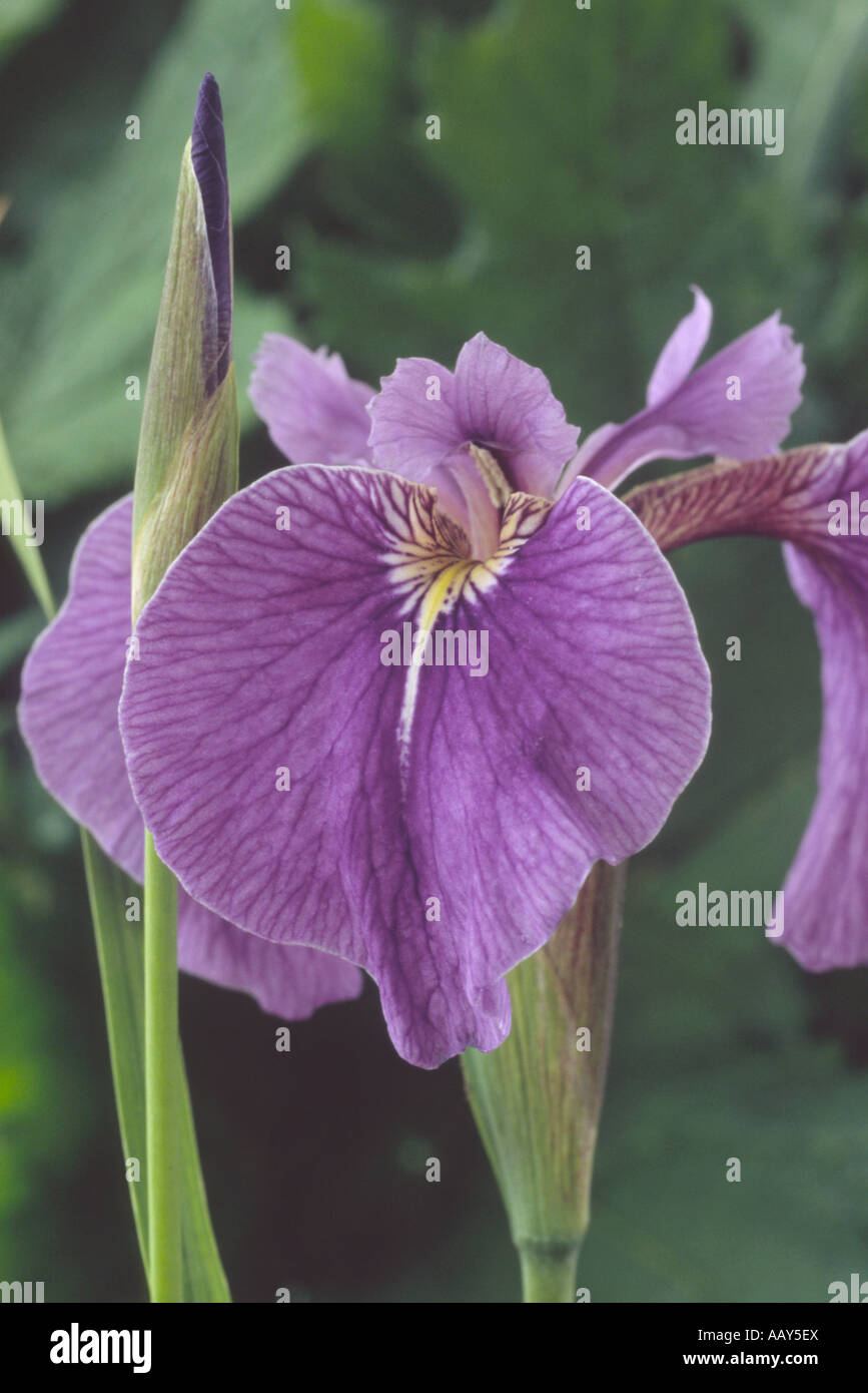 Iris setosa. AGM Close up of purple-blue beardless iris with yellow and white markings, and flower bud. Stock Photo