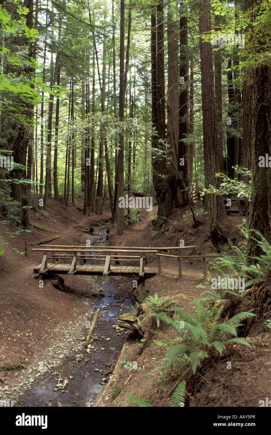Redwood Tree Forest with creek and foot bridge along Avenue of the Giants California vertical Stock Photo