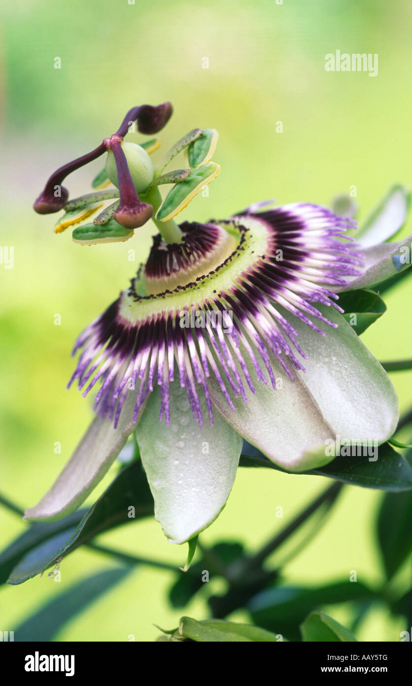 The exotic climbing plant flower Passion Flower Passiflora caerulea Stock Photo
