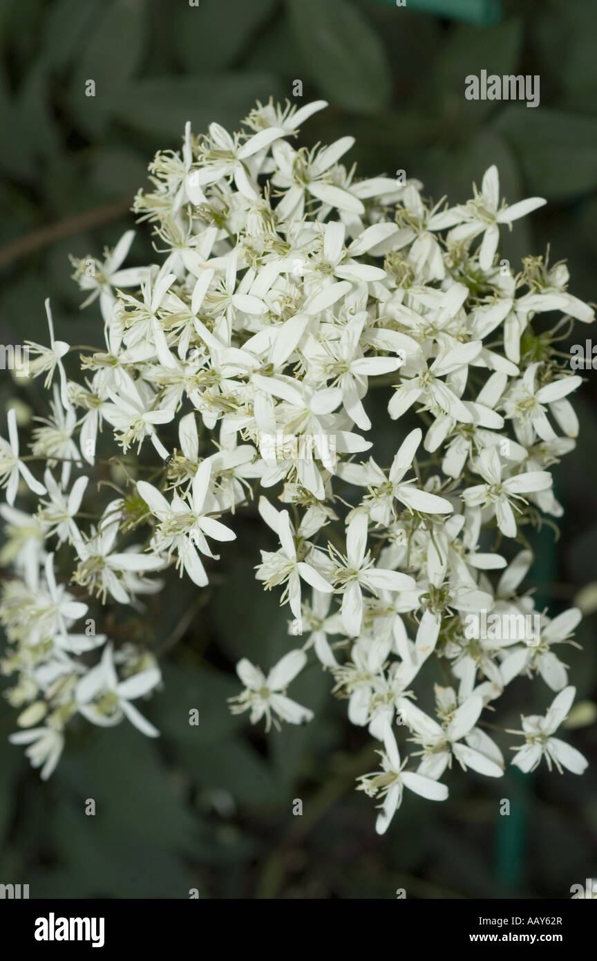 White flowers of Ranunculaceae - Clematis recta var. Purpurea Stock Photo