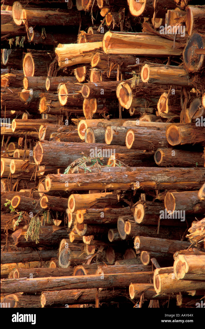 Cut lumber logs at lumber mill with Redwood Trees from redwood Forests in California vertical Stock Photo