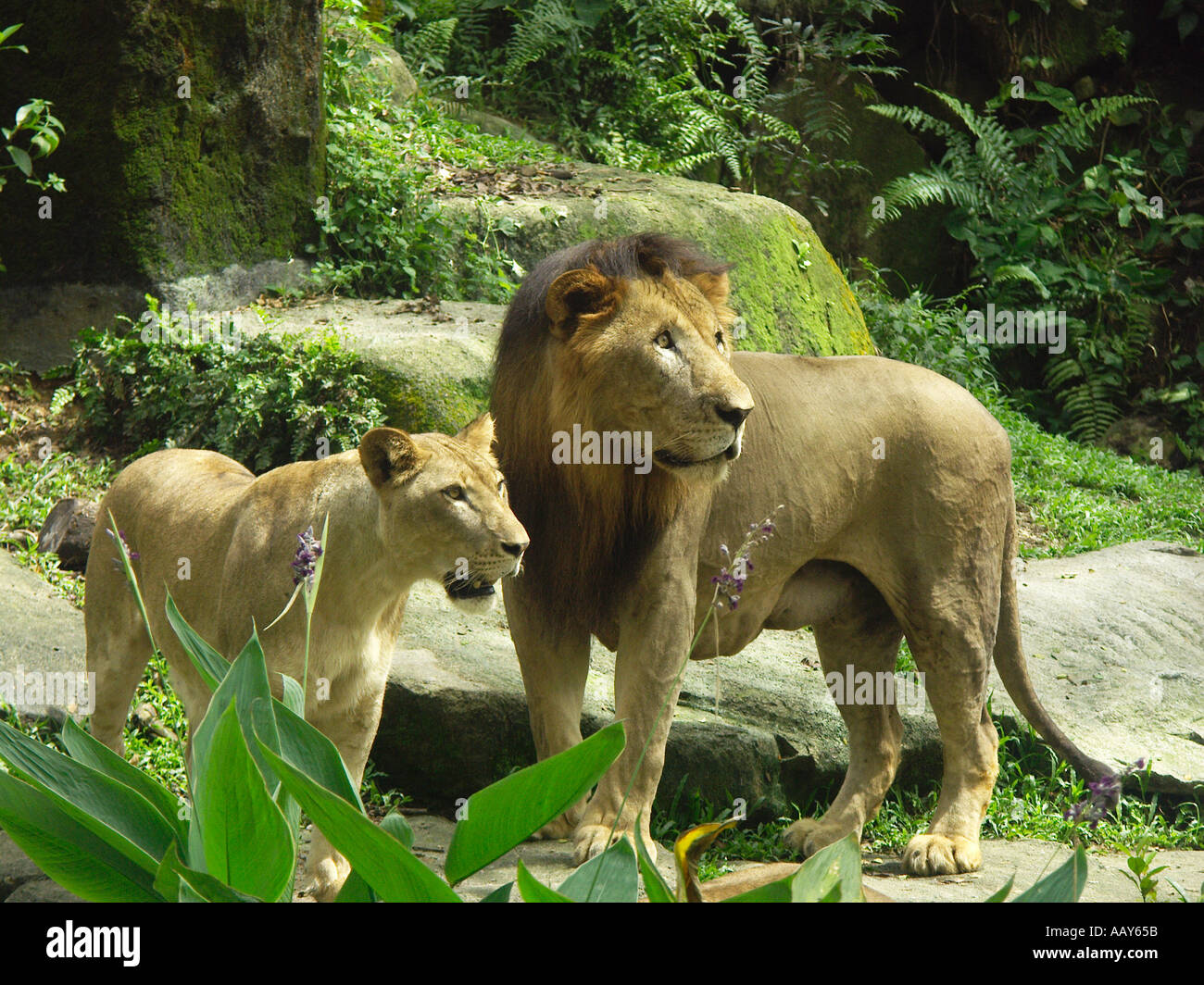 The Lions in Singapore Zoo Singapore Stock Photo Alamy