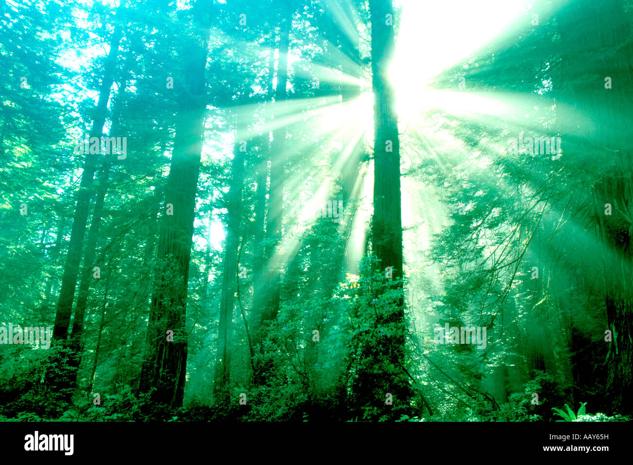 Spiritual Mystical Light Rays in Redwood Tree Forest Redwood National