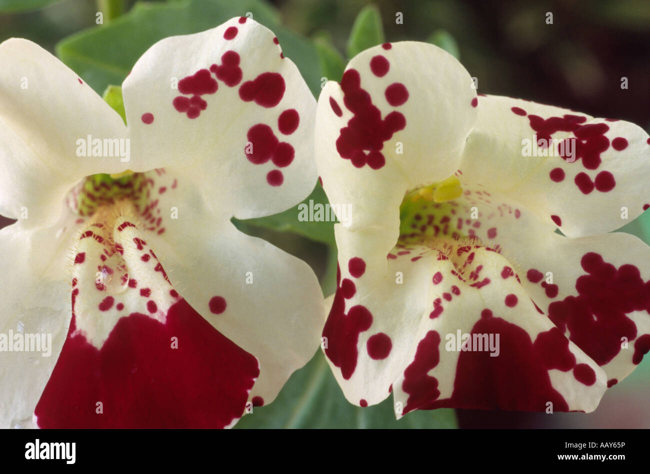 Mimulus 'Magic Spots' F1 Hybrid  (Monkey flower, Musk) Close up of two white flowers with red markings. Stock Photo