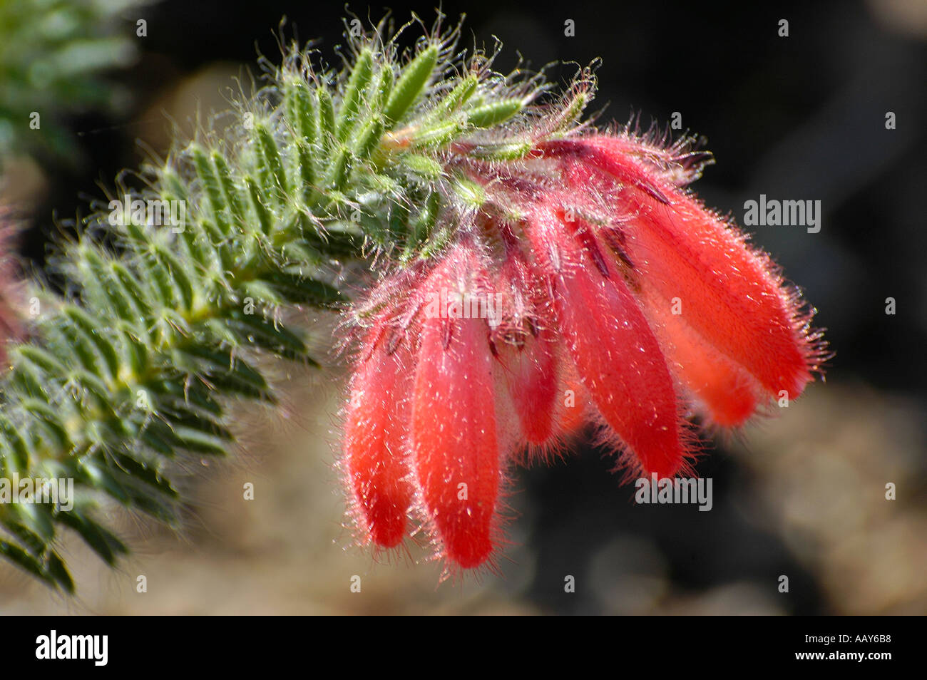 Erica heather from ericaceae family Cape Fynbos South Africa Stock Photo