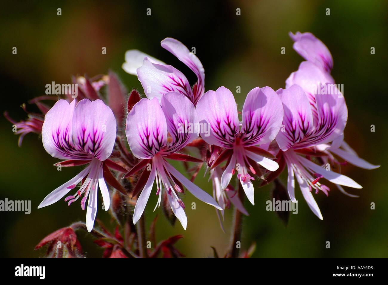 Geranium family Pelargonium Harold Porter Botanical Garden W Cape South Africa Stock Photo
