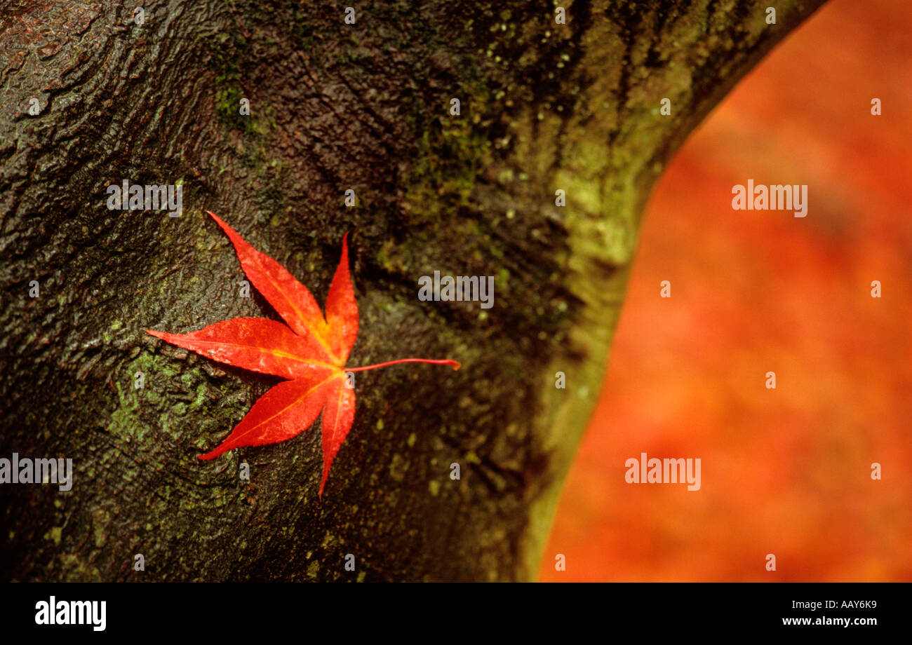 Acer Leaf in Autumn Stock Photo