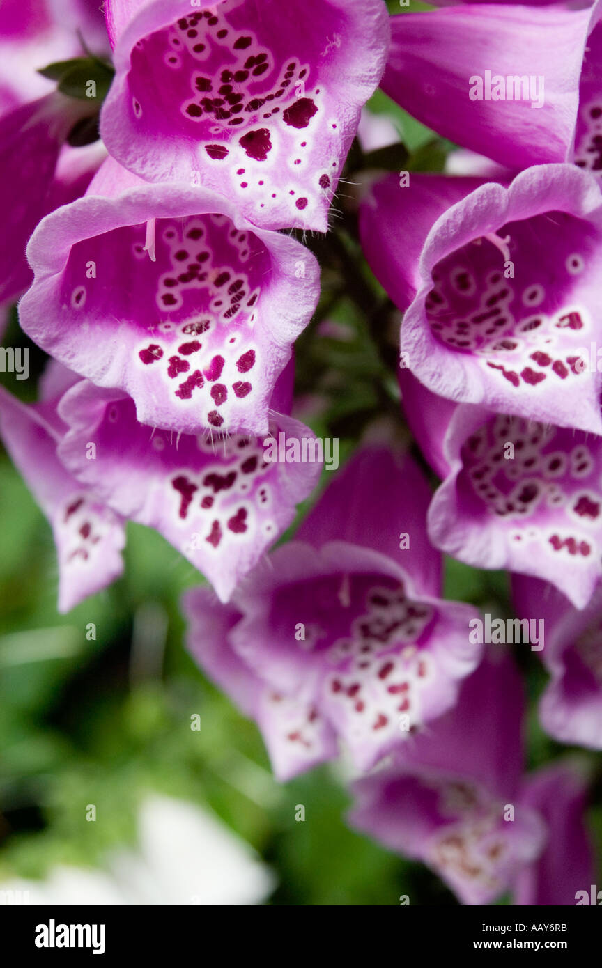 New zealand foxglove hi-res stock photography and images - Alamy