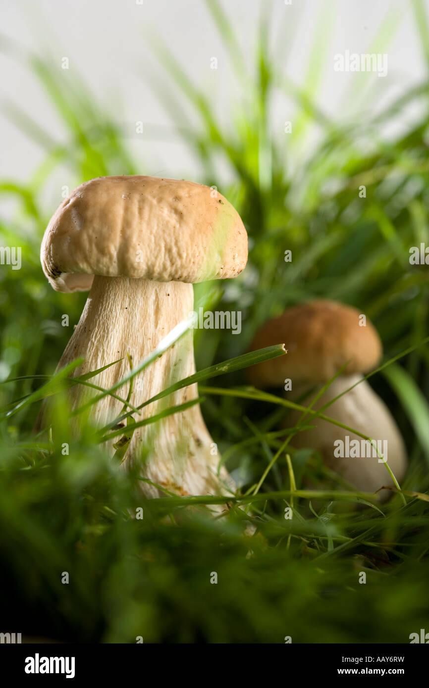 Mushrooms in Grass Stock Photo - Alamy