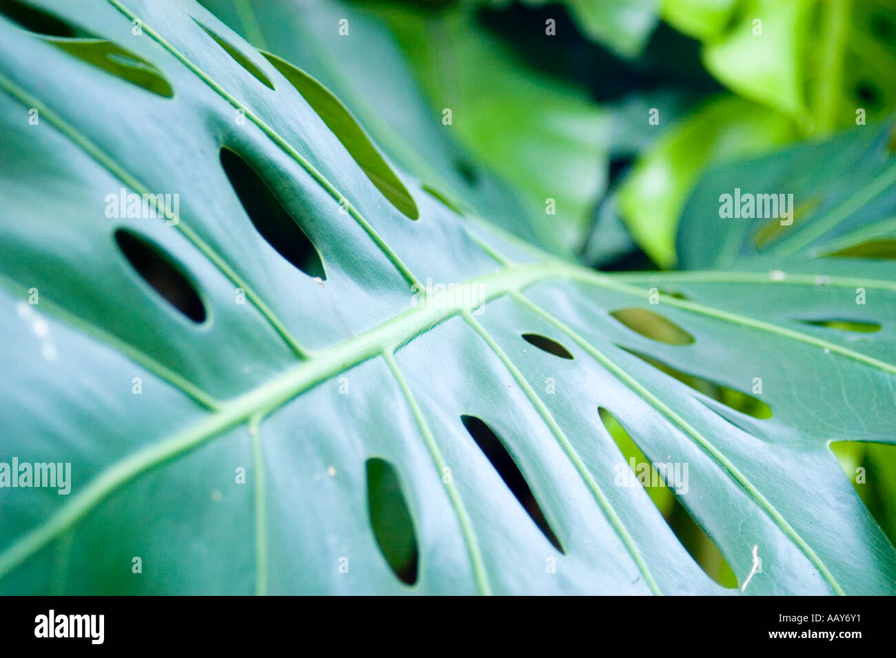 Cheese plant leaf Stock Photo Alamy