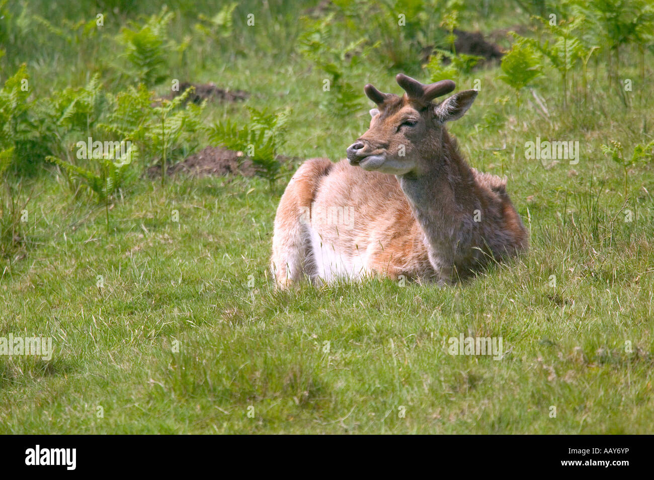 Fallow deer eating as it rests on the ground Stock Photo