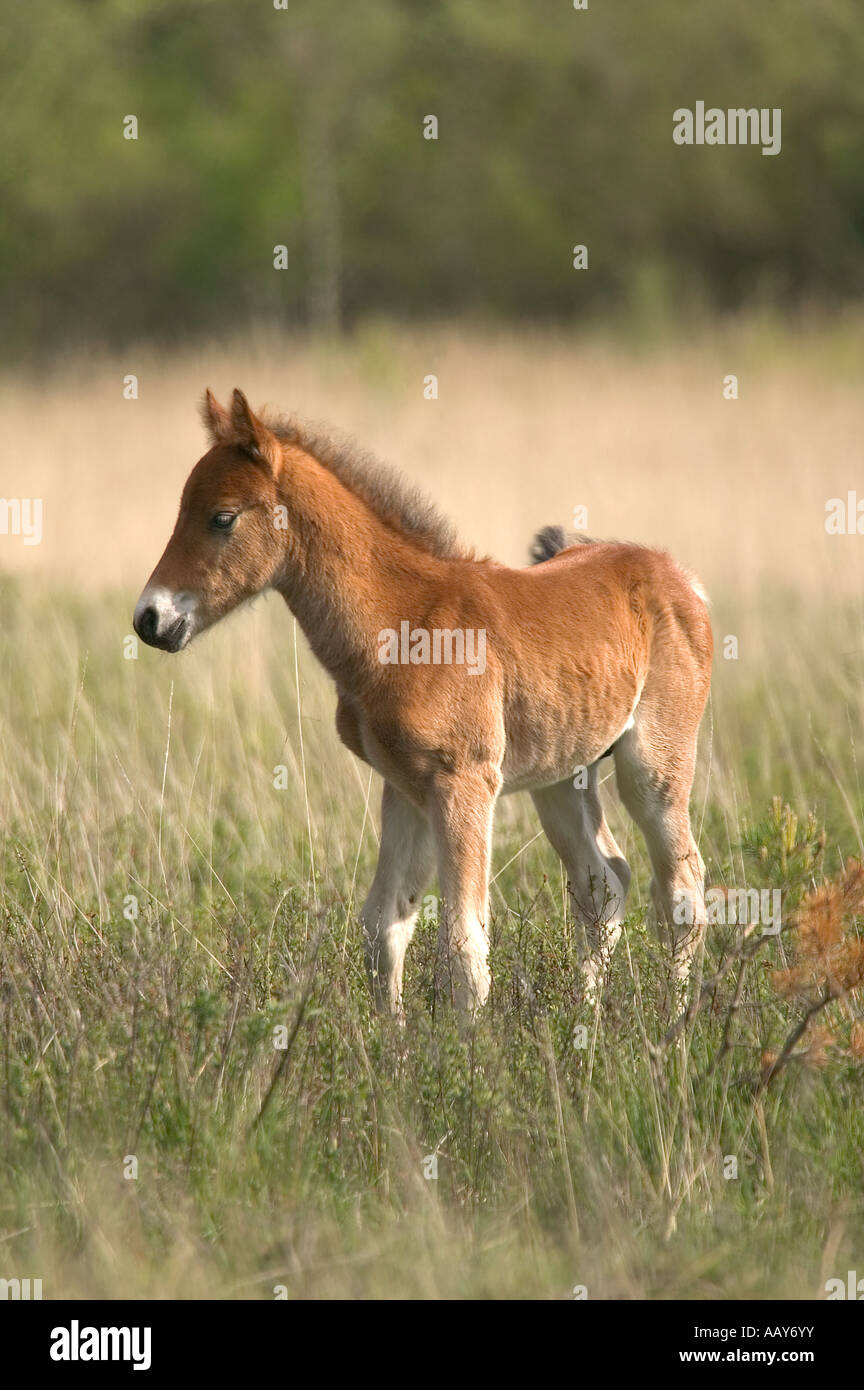 Wild horse Colt standing alone in a meadow Stock Photo