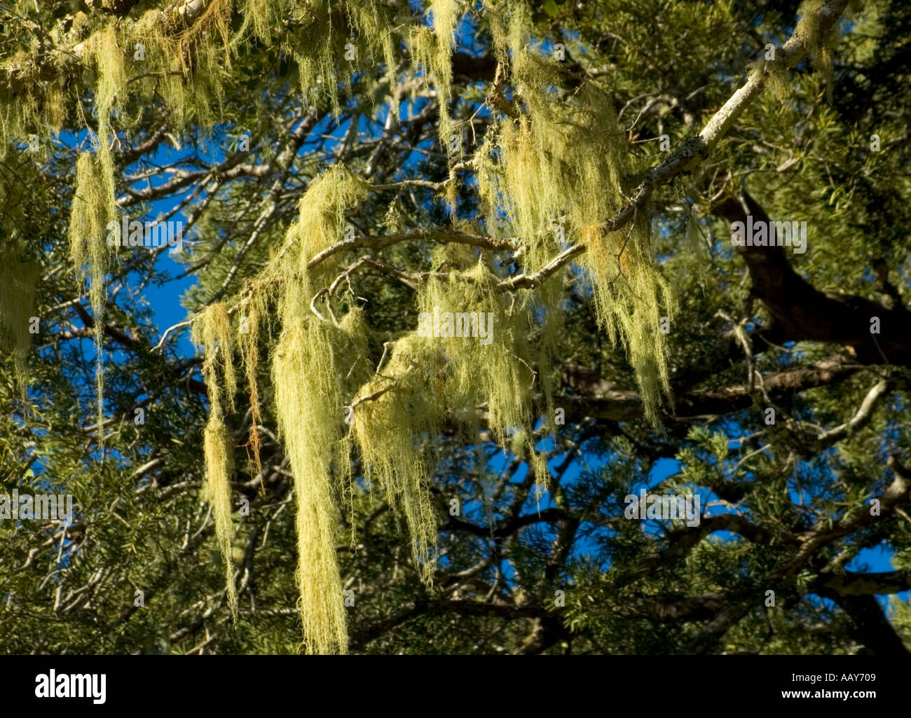Old Man's Beard lichen yellow wood tree Garden Route South Africa Stock Photo