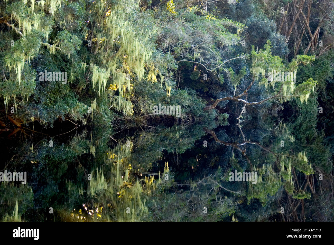 Forest of yellow wood trees reflected in Grootriver Nature s Valley Garden Route South Africa Stock Photo