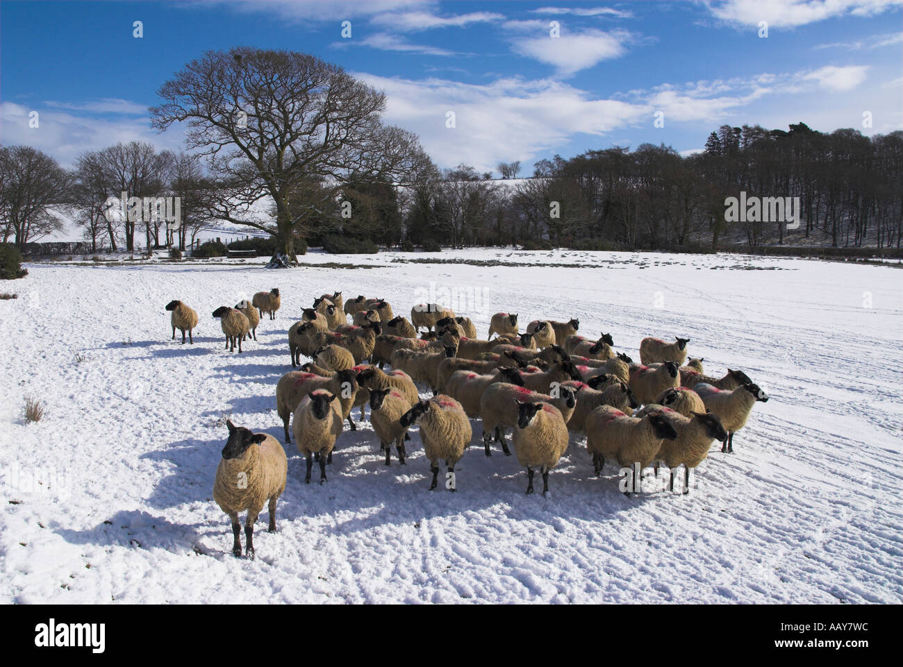 Sheep in wales hi-res stock photography and images - Alamy