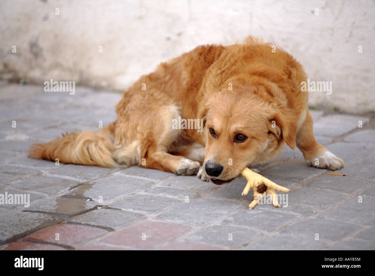 dog eating foot Stock Photo Alamy