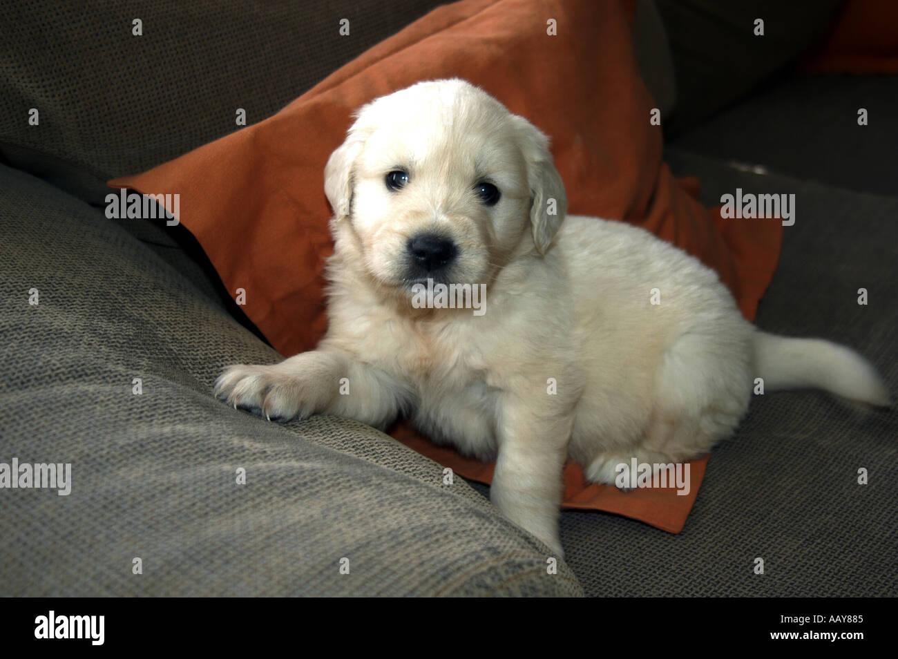 Portrait Of A Baby One Month Old Golden Retriever Nano Calvo Visual Written Stock Photo Alamy Portrait Of A Baby One Month Old Golden Retriever Nano Calvo Visual Written Stock Photo Alamy