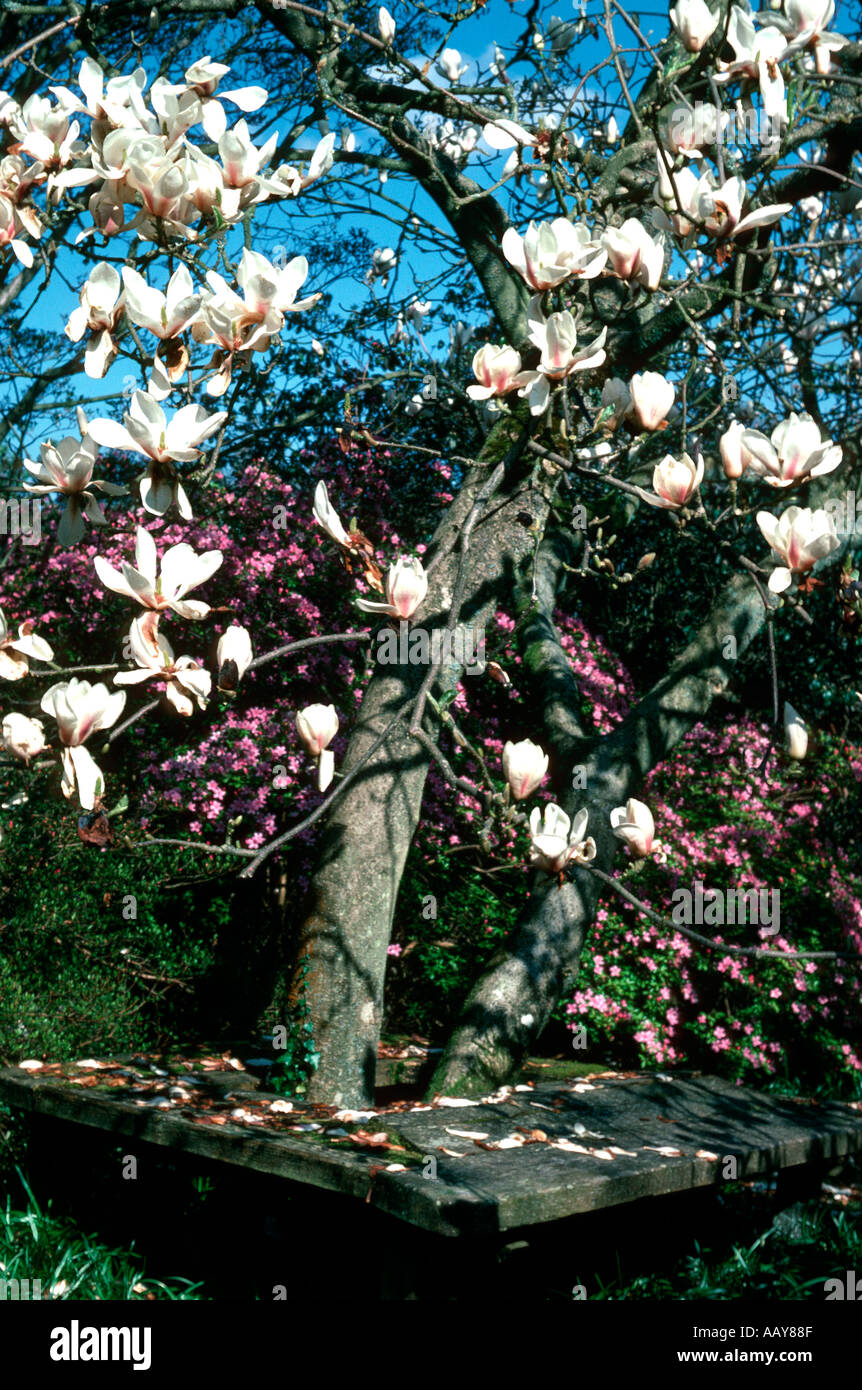 Spring magnolia in flower hi-res stock photography and images - Alamy