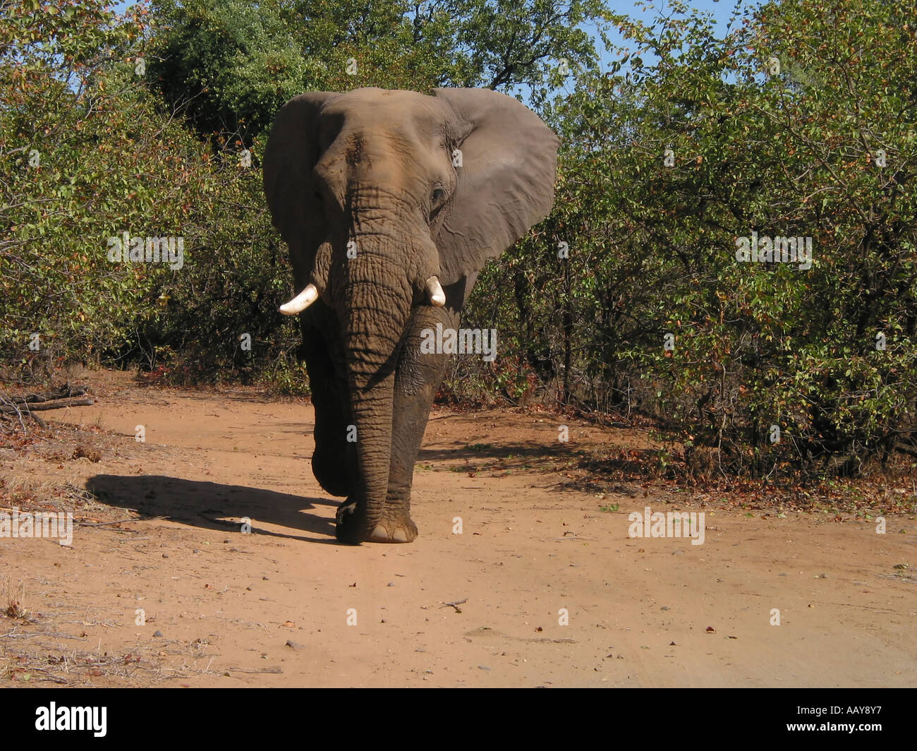 African big five animal hi-res stock photography and images - Alamy