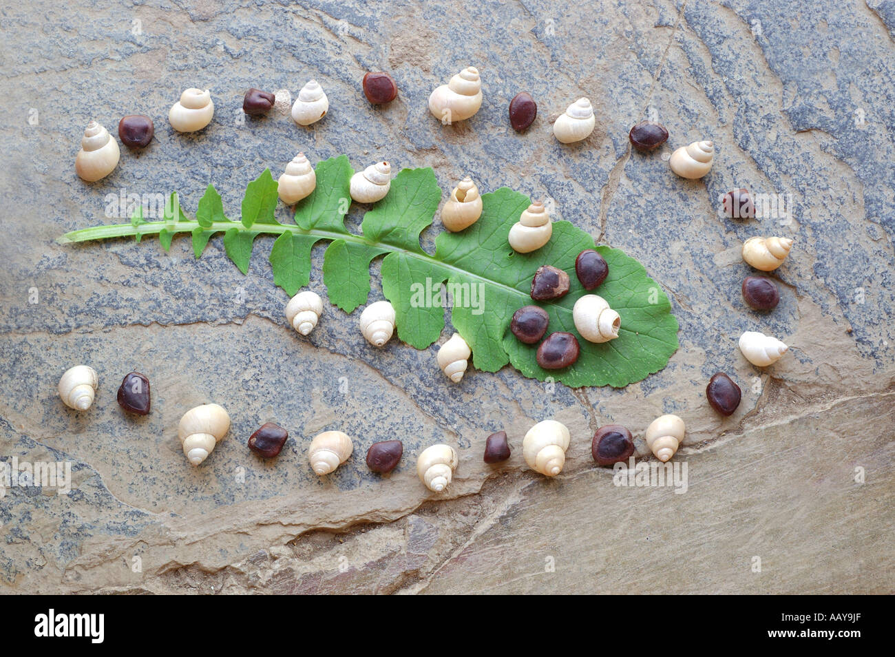 SDM78692 Design made out of sea shells stones and leaf India Stock Photo