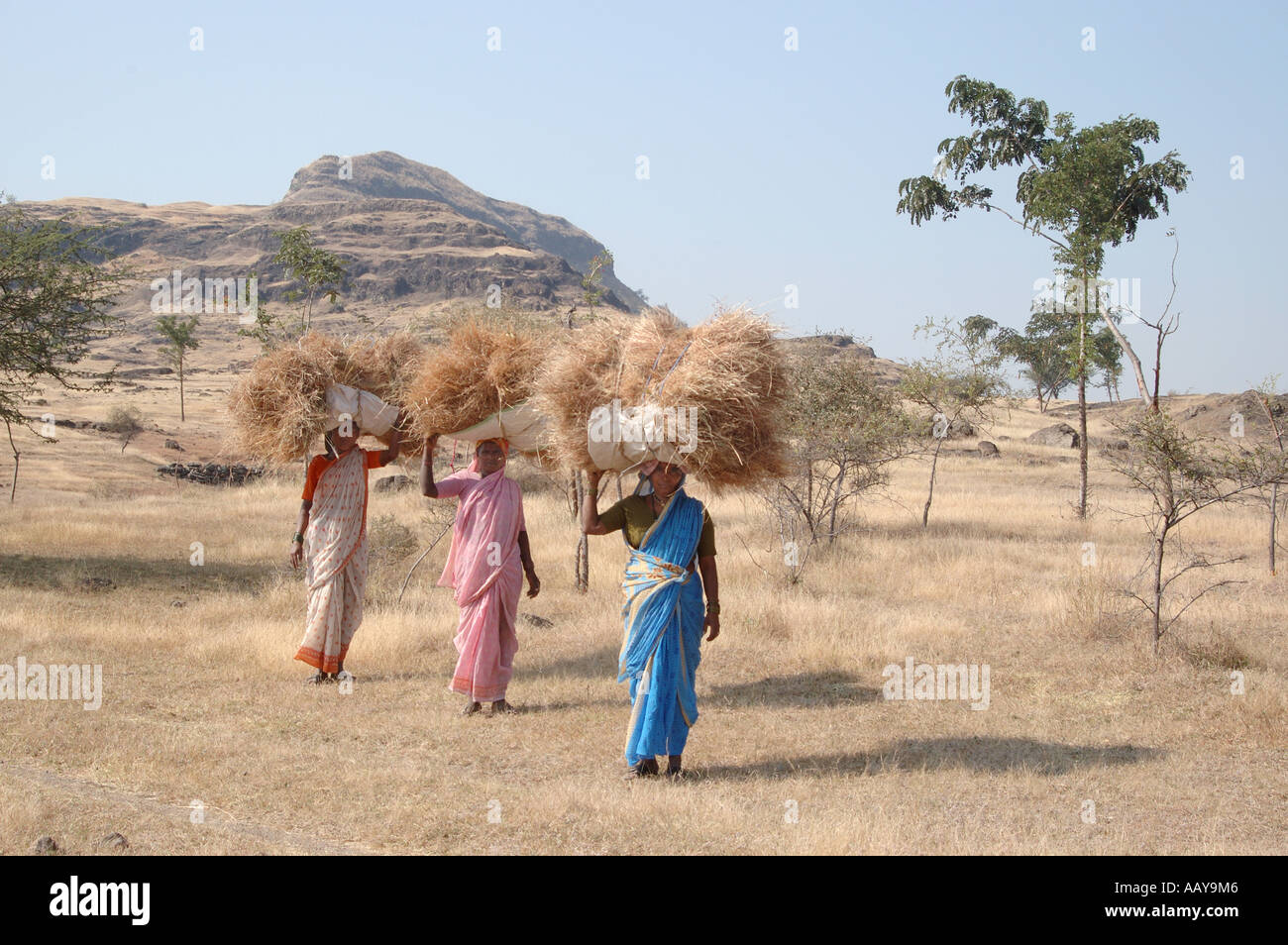 SDM78695 Three Indian Women carrying grass cattle feed bundles on head