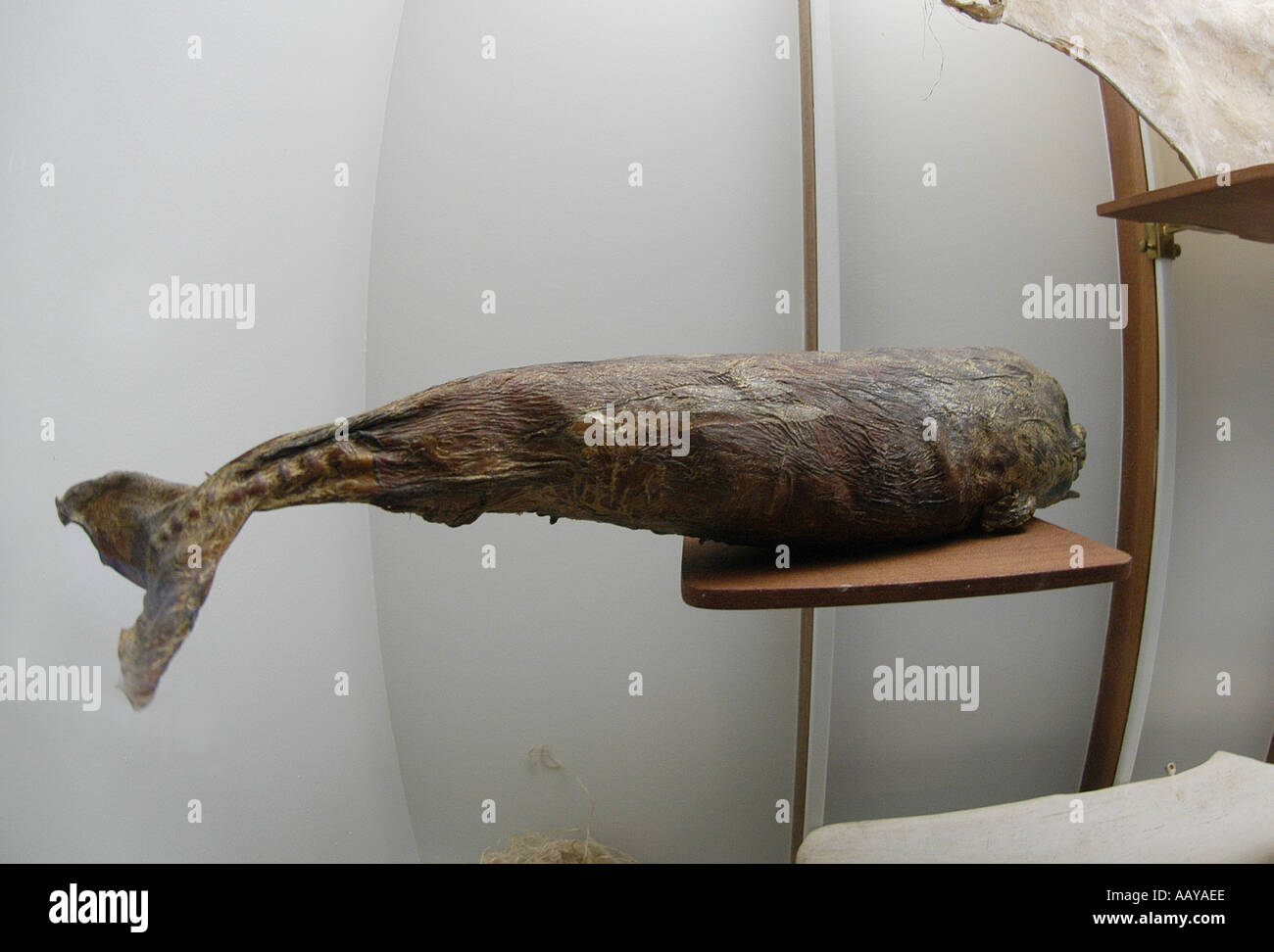 sperm whale fetus old whaling factory now a sperm whale museum with