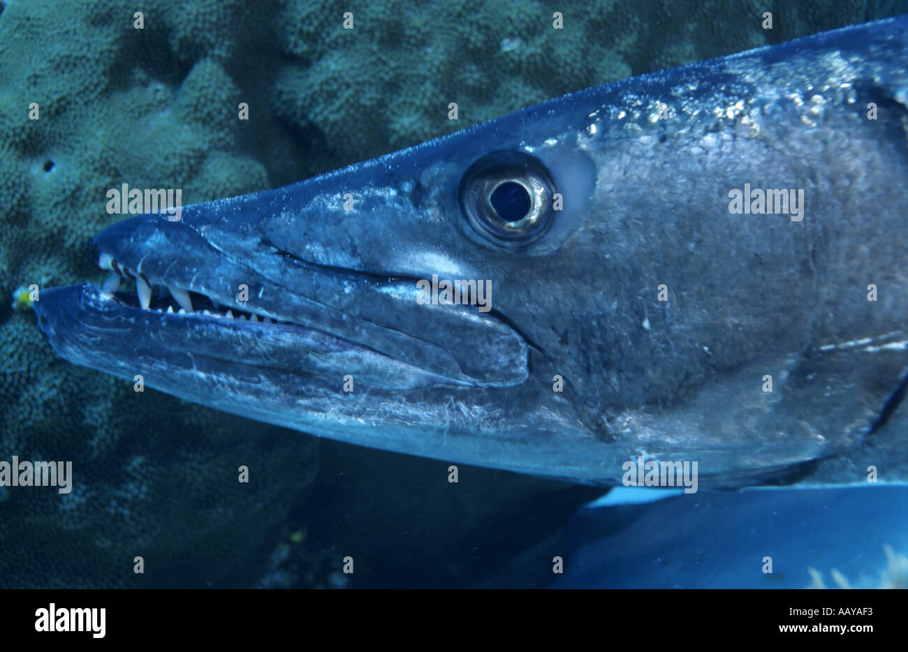 Head of a Great Barracuda (Sphyraena barracuda), Caribbean Sea, Santa Rosa, Cozumel Island, Mexico. Stock Photo