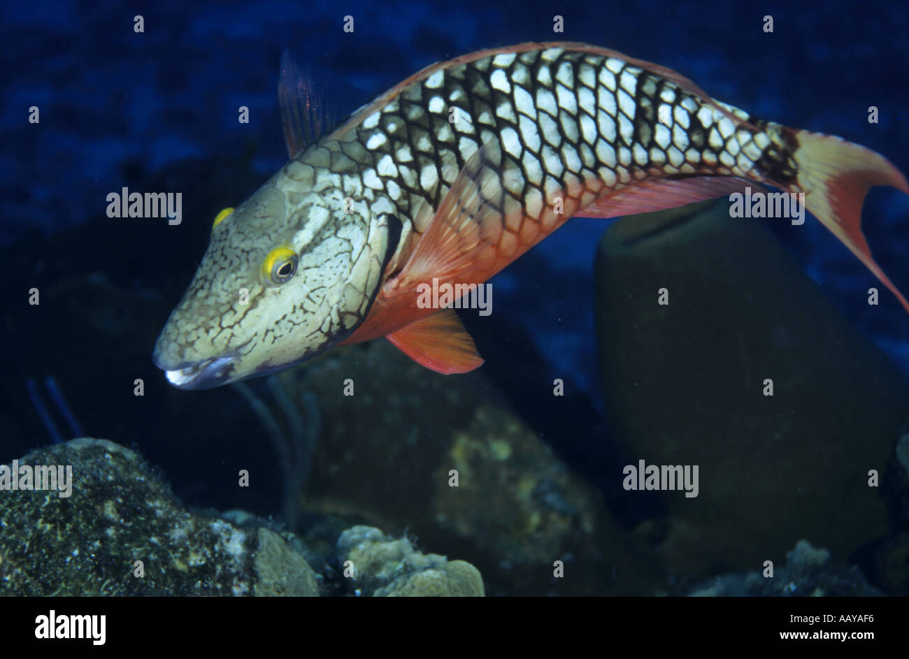 Stoplight parrotfish hi-res stock photography and images - Alamy Stoplight parrotfish hi-res stock photography and images - Alamy