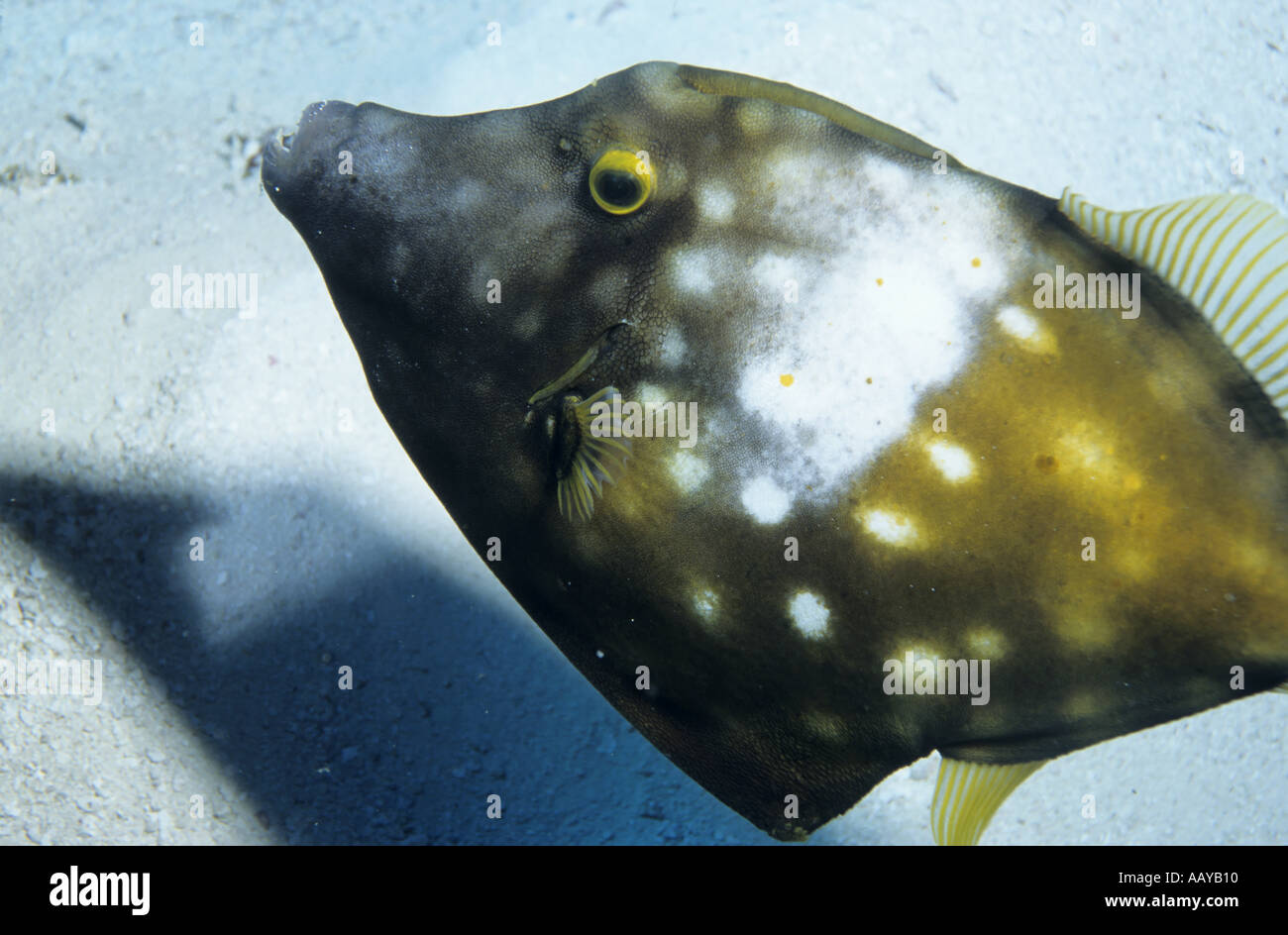 Whitespotted Filefish (Cantherhines macrocerus) swimming through tropical waters, Paraiso, Cozumel Island, Mexico. Stock Photo
