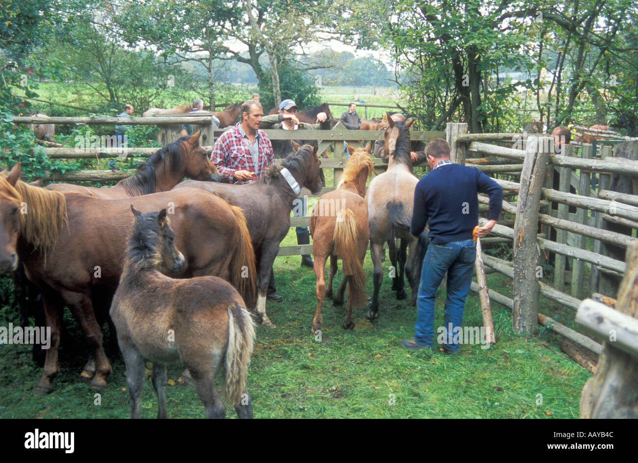 Horses being checked in the New Forest Stock Photo