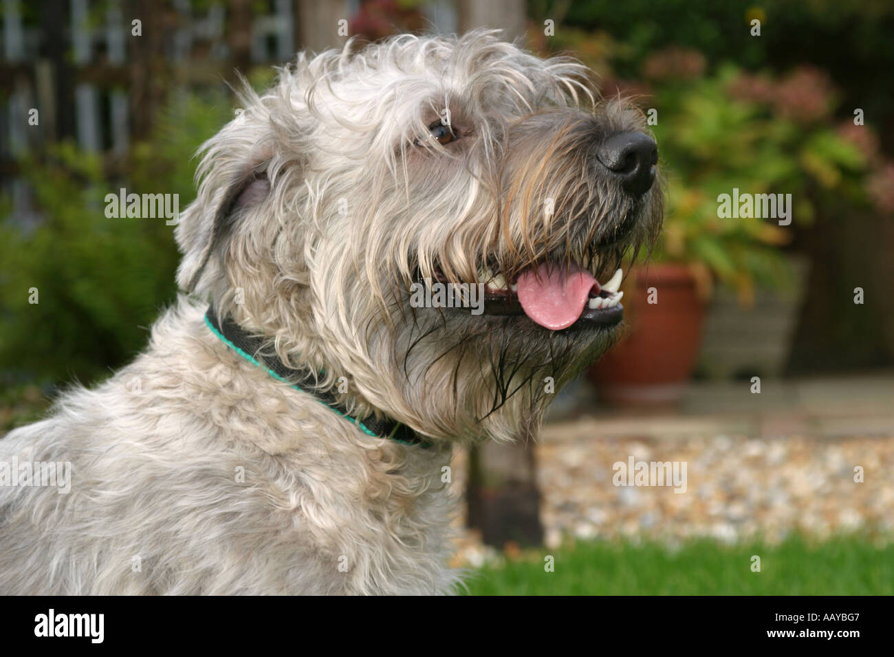 irish glen of imaal terrier
