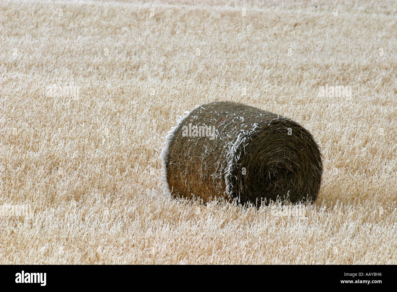 Round bales of hay lying in the field. Stock Photo