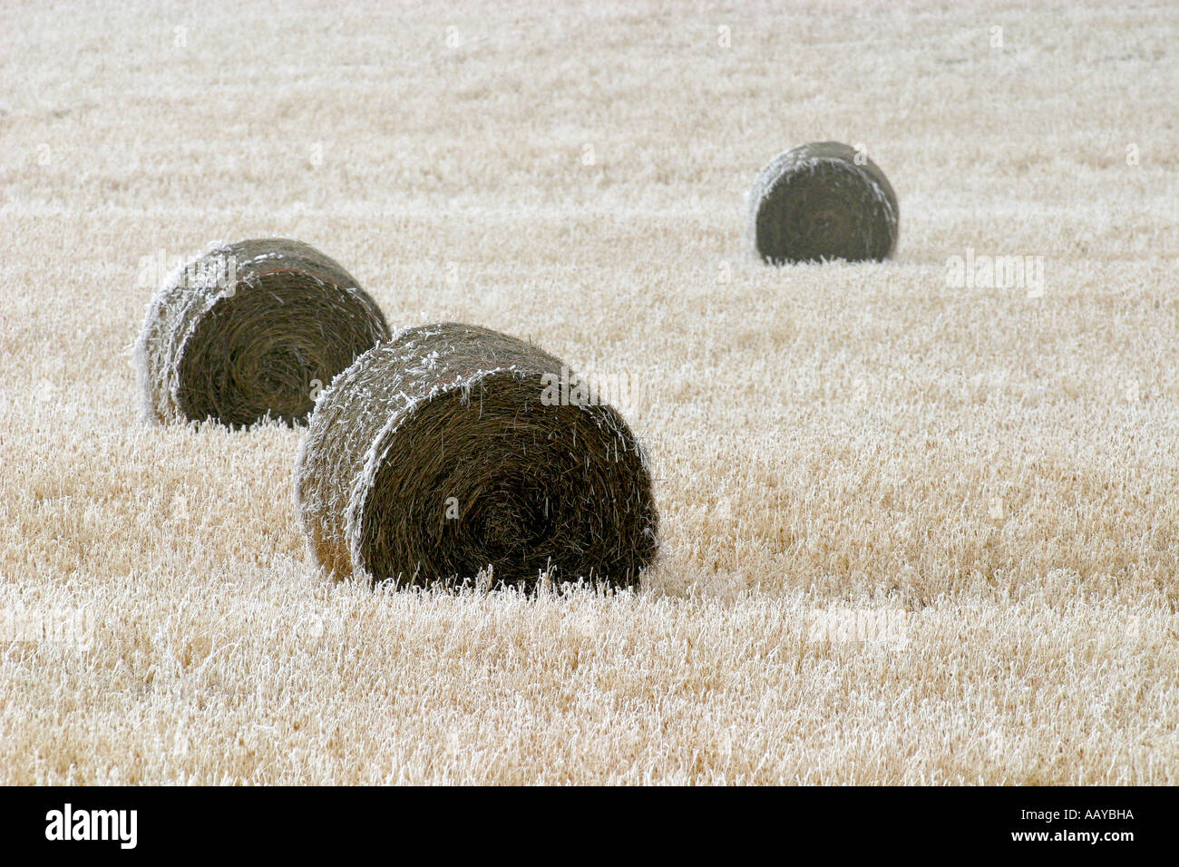 Round bales of hay lying in the field. Stock Photo