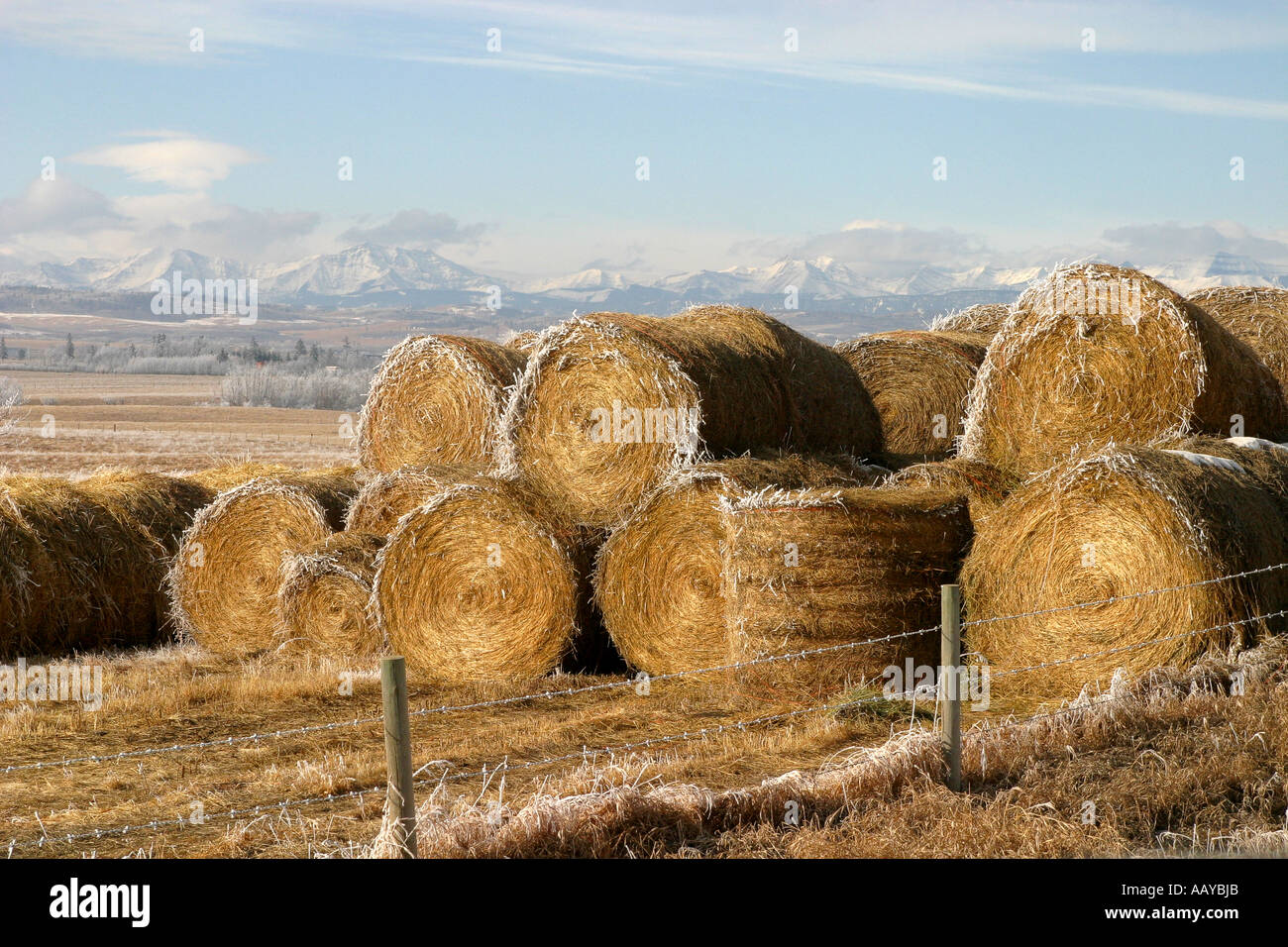 Round bales of bales lying in the field. Stock Photo