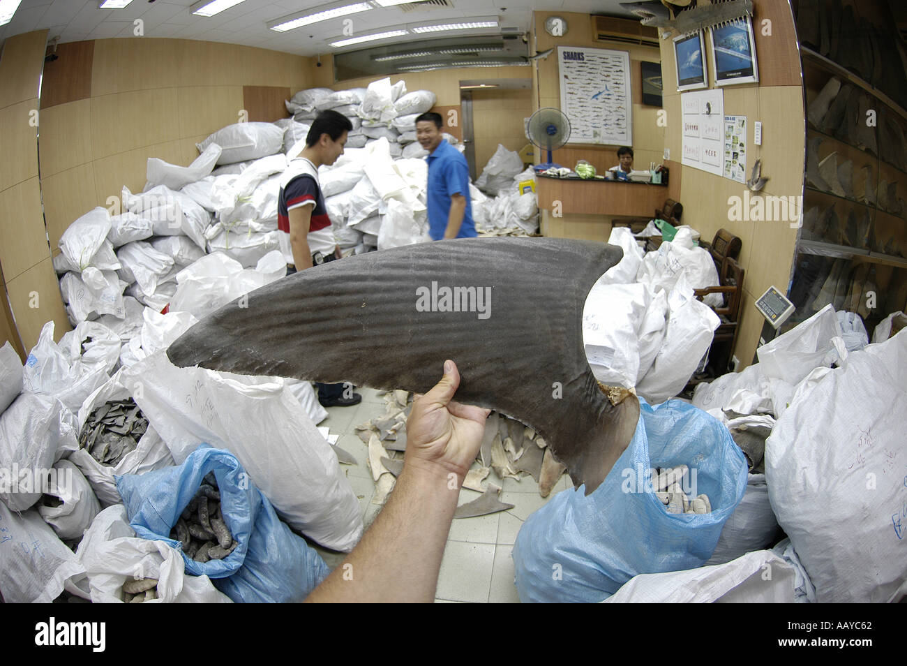 shark fin wholesaler warehouse shark finning is one of the world s most destructive fisheries processed shark fins for sale as Stock Photo
