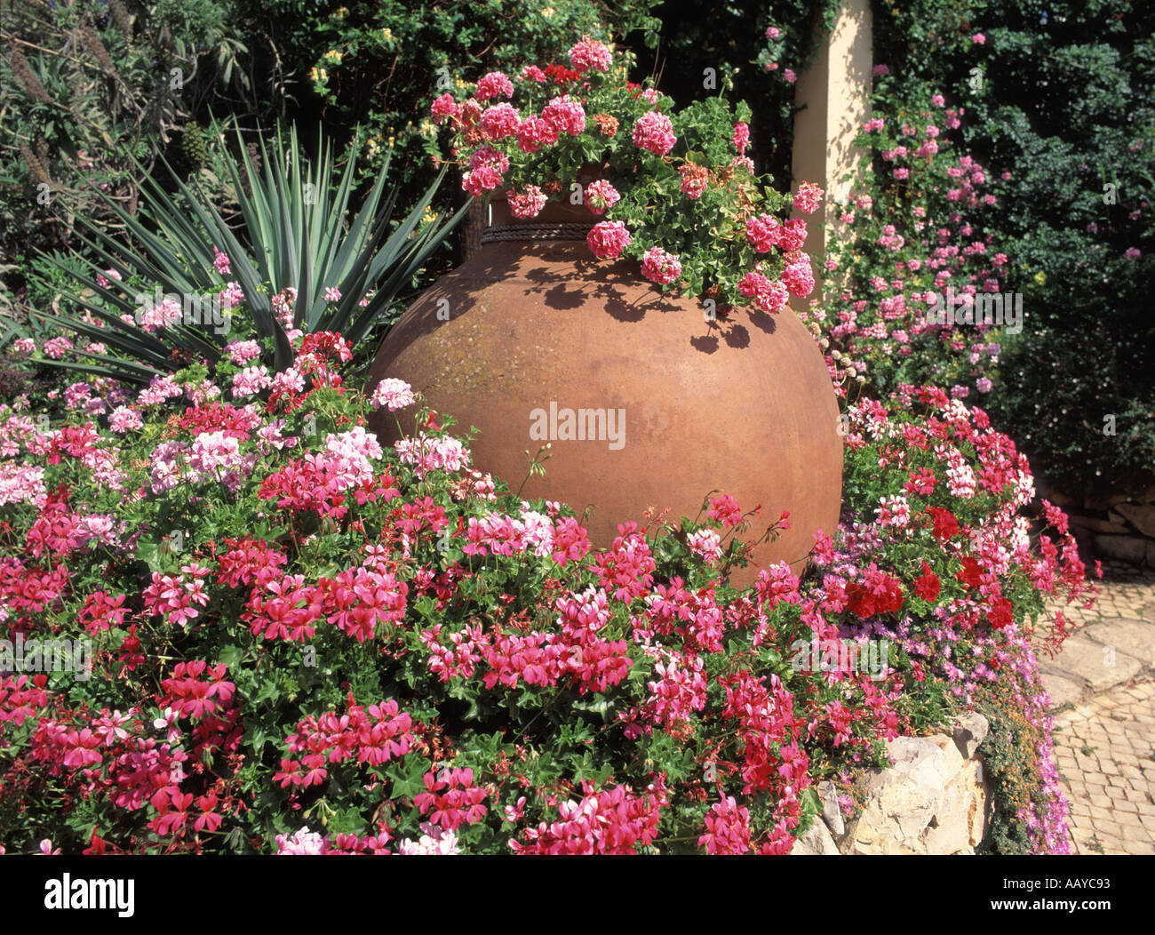 Algarve Vilamoura large clay pot in flower bed with pelargonium peltatum ivy geranium Stock Photo
