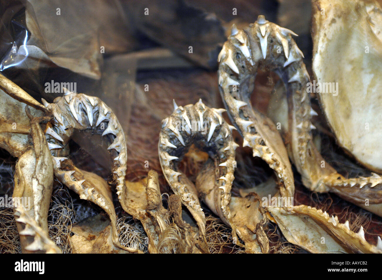 shark jaws and teeth for sale in a local market as an ingredient in a