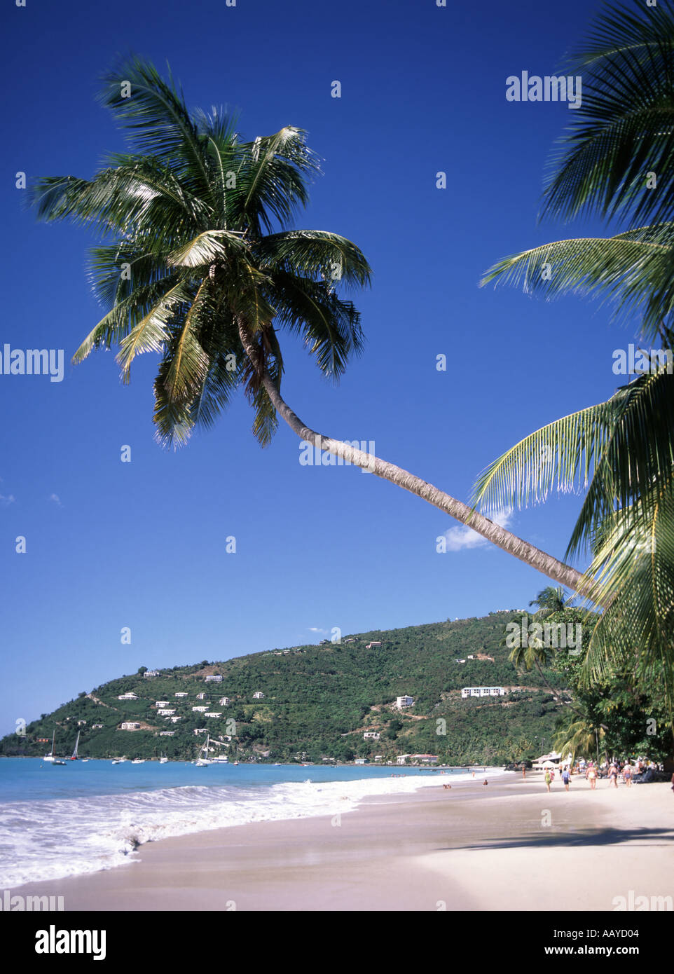 Beach palm tree tropical hi-res stock photography and images - Alamy