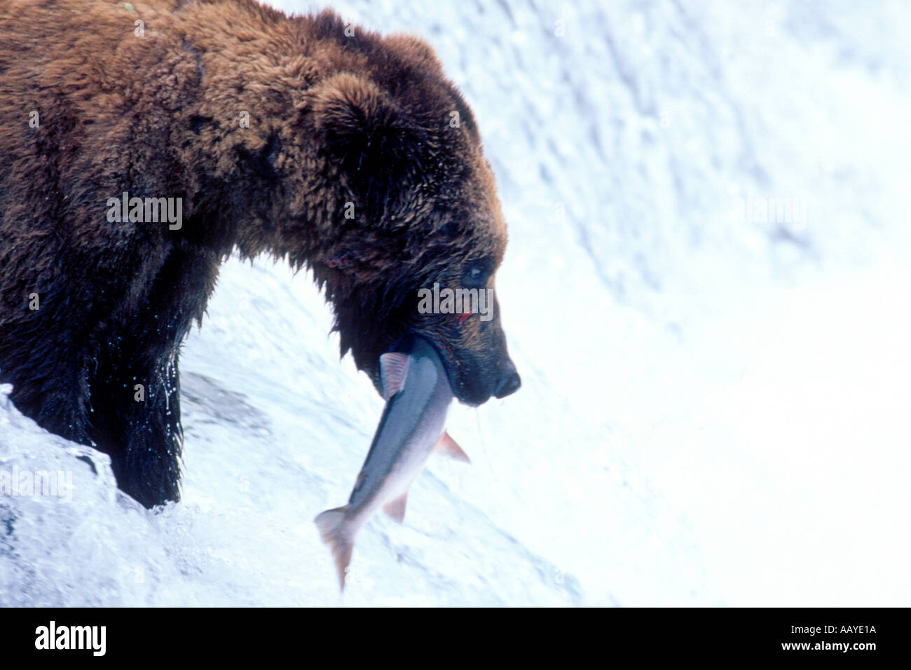 Brown Grizzly Bear catchs Salmon at falls Ursus arctos horribilis Katmai National Park Alaska Hal Beral Stock Photo