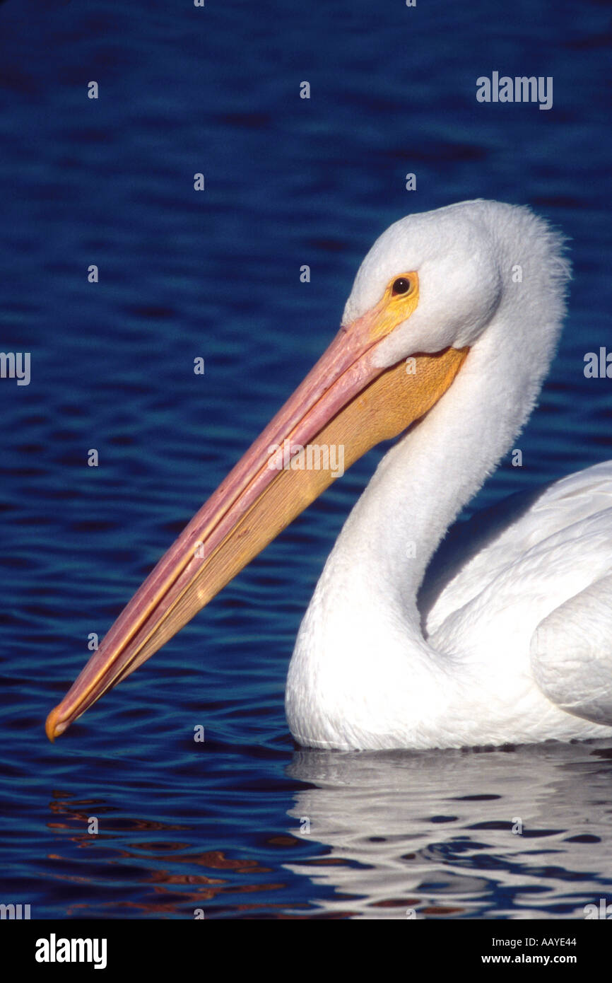 American White Pelican closeup Pelecanus erythrorhynchos Bolsa Chica Wetlands California Stock Photo