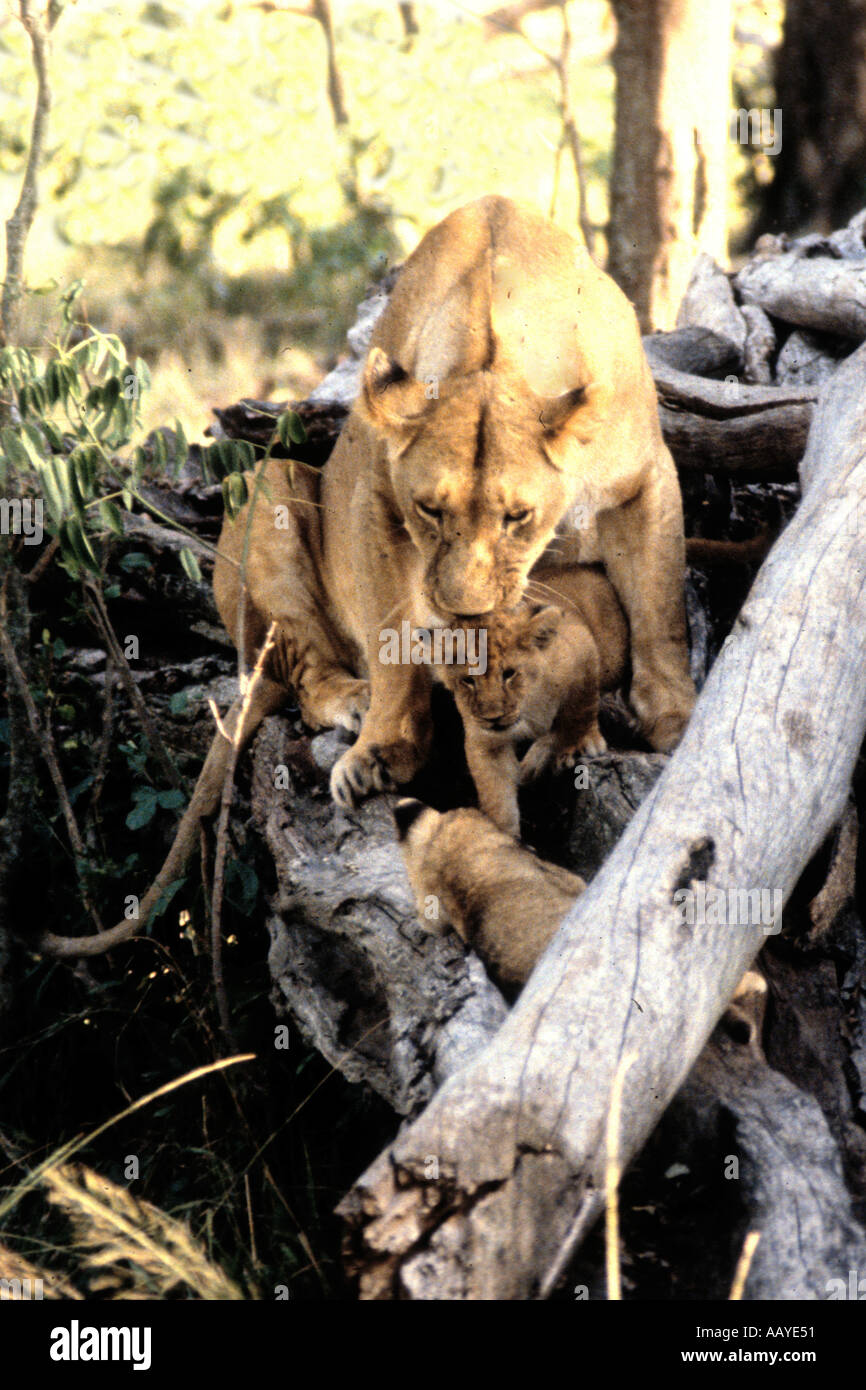 African Lion mother with cubs Panthera leo Masai Mara National Park Kenya Stock Photo