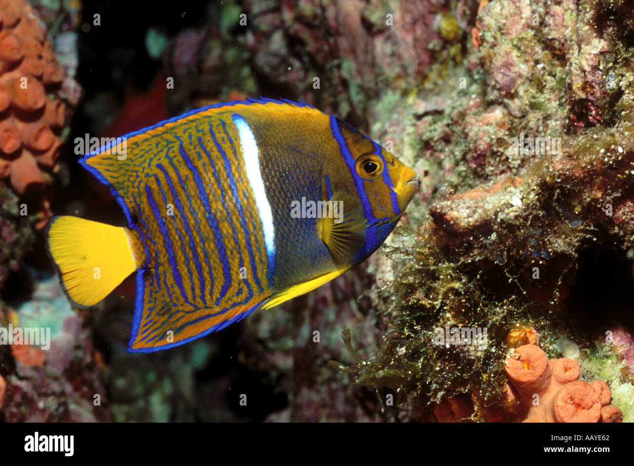 King Angelfish juvenile form Holacanthus passer Sea of Cotrez Mexico Hal Beral Stock Photo