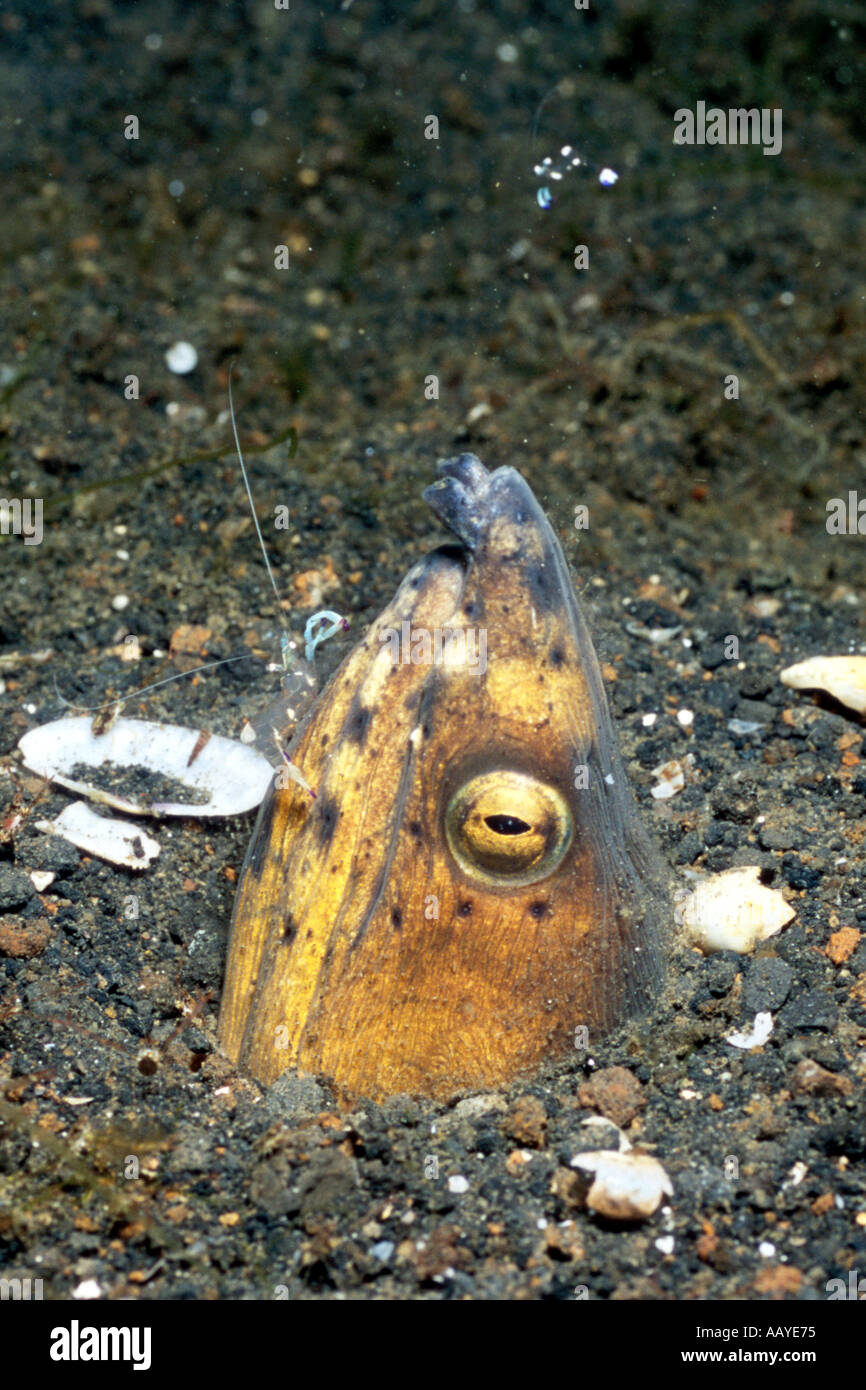 Black finned Snake Eel being cleaned by Cleaner Shrimp Ophichtus ...