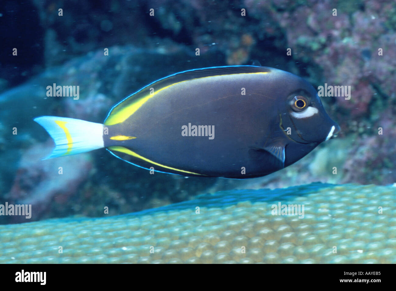 Velvet Surgeonfish Acanthurus nigricans Solomon Islands Hal Beral Stock Photo