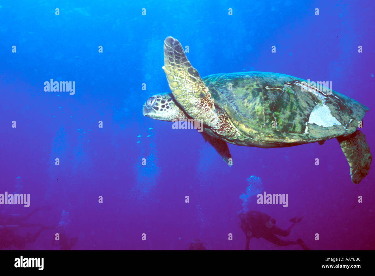 Divers watch Green Sea Turtle whose shell has been broken by sharks Chelonia mydas Kauai Hawaii Stock Photo