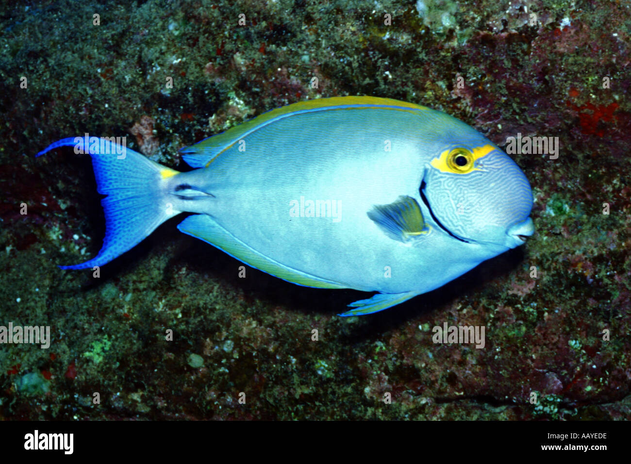 Eyestripe Surgeonfish Acanthurus dussumieri Kauai Hawaii Stock Photo