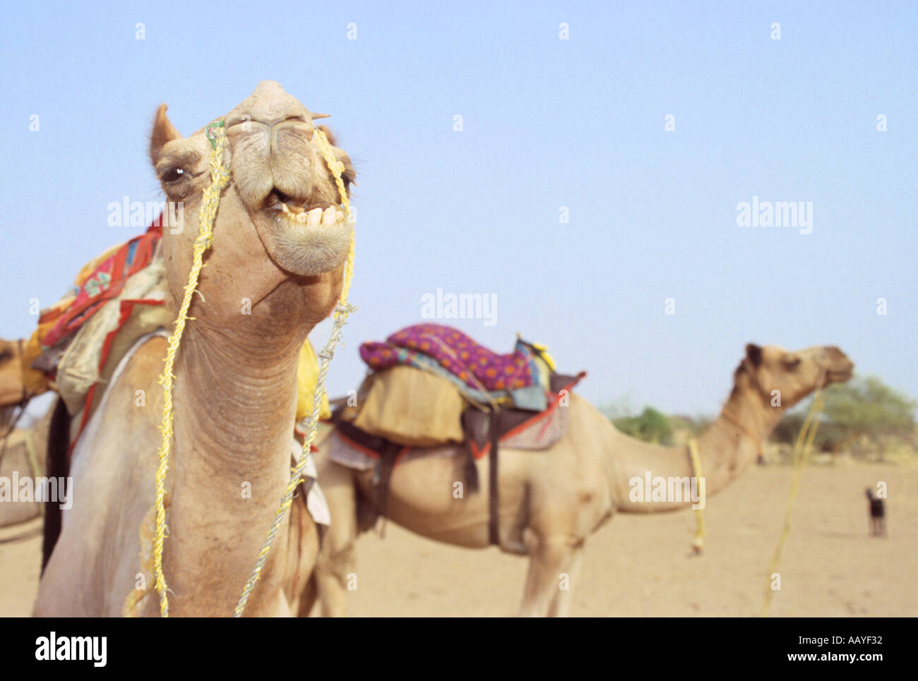 INDIA RAJASTHAN CAMELS THE THAR DESERT Stock Photo - Alamy